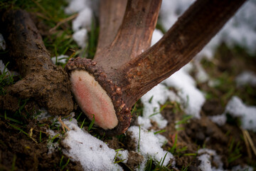 shed antlers, every year lost the deer, cervus elaphus, his antlers in the spring