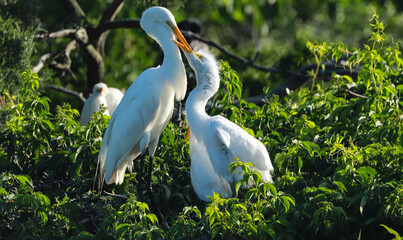 Mom Feeding Egret Chick