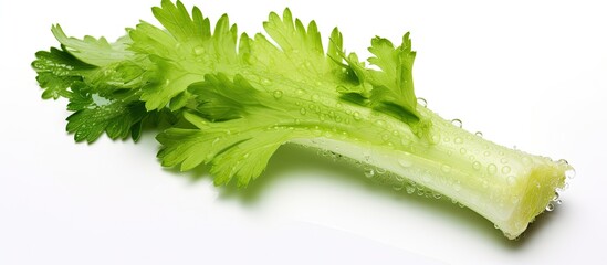 A close up of a celery plant stem is shown against a white background, highlighting its green color and unique texture as a terrestrial plant