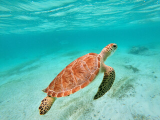 Green Sea Turtle in Caribbean Sea near Akumal Bay Mexico