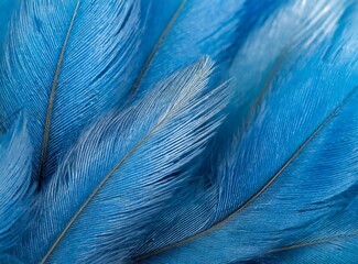 Feathers background/wallpaper