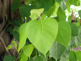 Fototapeta na wymiar Close-up photo of fresh green Bodhi leaf