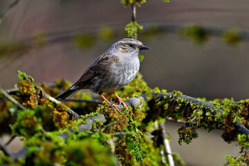 Heckenbraunelle // Dunnock (Prunella modularis)