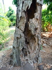 The trunk of an old tree has a hard bark on the outside but is hollow on the inside