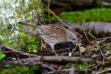 Heckenbraunelle // Dunnock (Prunella modularis)