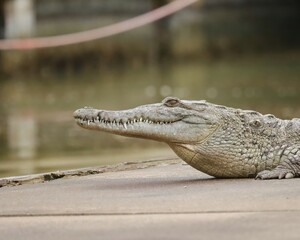 Gorgeous Female American Crocodile Basking in the Florida Everglades