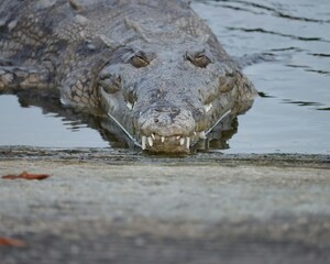 Gorgeous Female American Crocodile Basking in the Florida Everglades