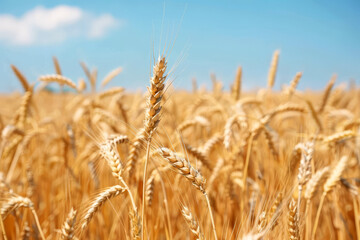 Wheat field. Ears of golden wheat close up. Rich harvest Concept. - 761417551