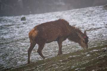 a red deer, cervus elaphus, is losing his antlers at a snowy spring day