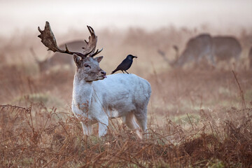 Obraz premium Black bird getting nesting material from deer fur