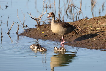 Egyptian goose (Alopochen aegyptiaca) is an African member of the Anatidae family including ducks, geese, and swans. This photo was taken in Kruger National Park, South Africa.