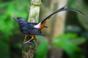 White-Rumped Shama (Copsychus Malabaricus)
