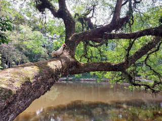 Obraz premium tree in the park