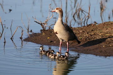 Egyptian goose (Alopochen aegyptiaca) is an African member of the Anatidae family including ducks, geese, and swans. This photo was taken in Kruger National Park, South Africa. - obrazy, fototapety, plakaty