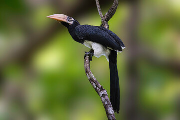 Oriental Pied Hornbill: The Oriental Pied Hornbill, also known as Anthracoceros albirostris, is a medium-sized bird native to Southeast Asia.