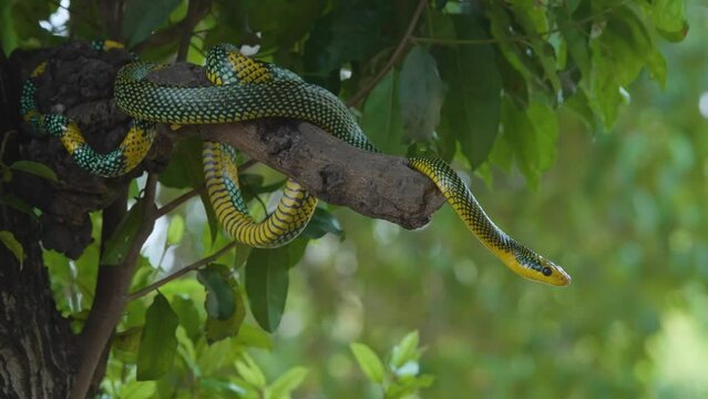 Rainbow tree snake, Royal tree snake, gonyosoma margaritatum native to borneo indonesia close up shot with natural bokeh background 