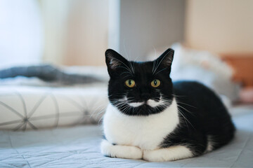 Kot domowy, czarno biały, odpoczywa na łóżku. Przycięte ucho po sterylizacji kota. 