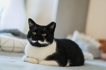 Kot domowy, czarno biały, odpoczywa na łóżku. Przycięte ucho po sterylizacji kota.  - obrazy, fototapety, plakaty
