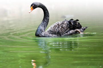 Naklejka premium Black Swan (Cygnus Atratus)