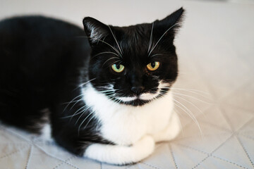 Kot domowy, czarno biały, odpoczywa na łóżku. Przycięte ucho po sterylizacji kota.  - obrazy, fototapety, plakaty