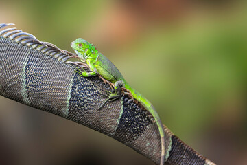An iguana rests peacefully under the sun, its spiny crest and scaly skin merging with the tropical environment as it lounges on a branch or rocky spot.