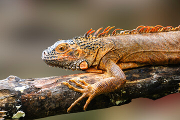 An iguana rests peacefully under the sun, its spiny crest and scaly skin merging with the tropical environment as it lounges on a branch or rocky spot.