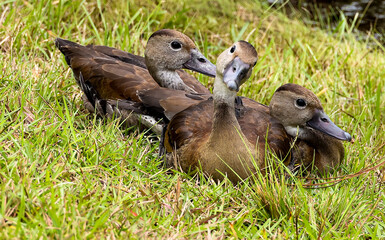 Juvenile Whistling Ducks