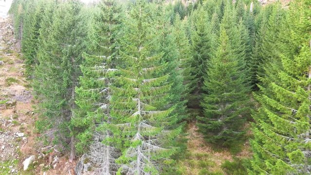 Tall fir-tree on Ski resort Rohace Express, Zuberec, Slovakia
