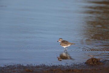 Three-banded plover, or three-banded sandplover (Charadrius tricollaris), is a small wader. This plover is resident and generally sedentary in much of East Africa, southern Africa and Madagascar.
