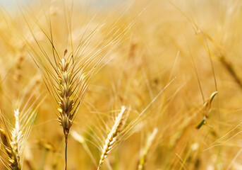 Fototapeta premium Golden barley wheat field