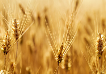 Golden barley wheat field