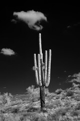 Infrared Saguaro Cactus Sonora desert Arizona