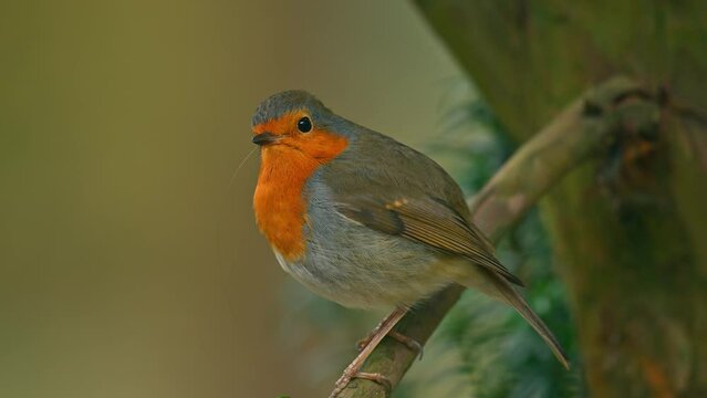 European robin (Erithacus rubecula) known simply as the robin or robin redbreast small songbird sitting on a branch in a forest during springtime.