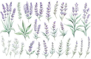 lavender watercolor clipart set, purple plant collection isolated on white background, Botanical herbal illustration for wedding, greeting card, wallpaper, wrapping paper design, textile, scrapbooking