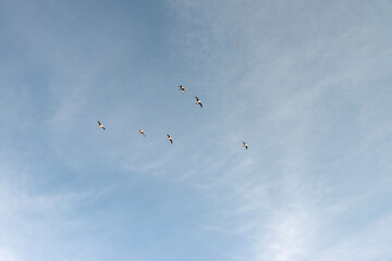 Flock of flying seagulls in the air