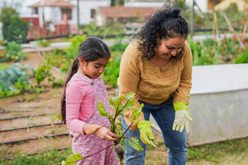 Naklejka na ściany i meble Indian mother having fun gardening with little daughter while picking up fresh beetroot - Harvesting ,organic vegetarian food and education concept