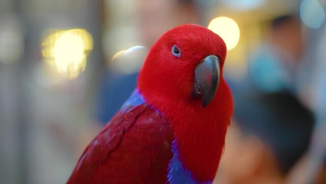 Red eclectus parrot talking while sitting on a perch around people.