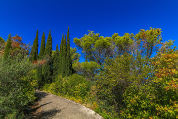 Obraz premium Green bushes in summer in Croatia