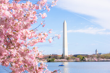 Washington, DC at the Tidal Basin and Washington Monument during cherry blossom festival in spring...