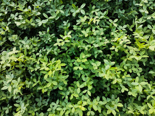 green leaves background, plant, leaf, nature, leaves, garden, texture, foliage, ivy, wall, bush, spring, hedge, tree, field, summer, flora, plants, green, agriculture, closeup, fresh, natural, organic