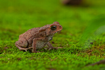 Asian common toad Duttaphrynus melanostictus on green mossy surface, with natural bokeh background
