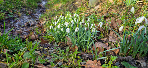 Closeup of fresh Common Snowdrops (Galanthus nivalis) blooming in the spring. Wild flowers field. Early spring concept.