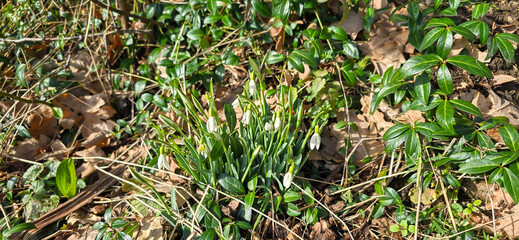 Closeup of fresh Common Snowdrops (Galanthus nivalis) blooming in the spring. Wild flowers field. Early spring concept.
