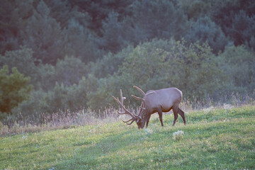 Obraz na płótnie Canvas Elk on a Hill in the Evening Light