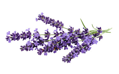 Serenity in Bloom: Lavender Lavandula Generative AI