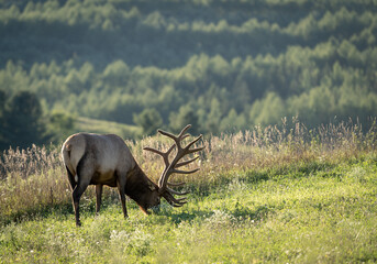 Elk on a Hill in the Evening Light