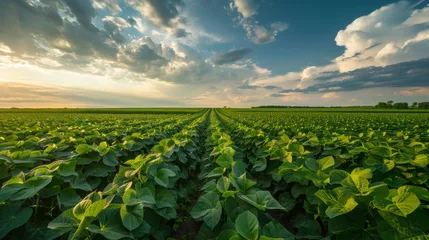 Deurstickers Serene Soybean Field © XtravaganT