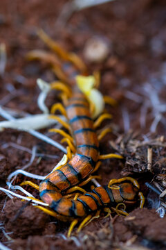 Close-up of a colorful centipede navigating through soil and plant roots, displaying its detailed segments and numerous legs