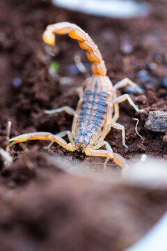 A scorpion in a defensive stance with its tail raised, ready to strike, set against a backdrop of rich soil