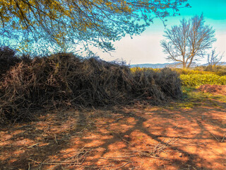 Vine prunings ready to be used in Biological compost making with tree in background against an...